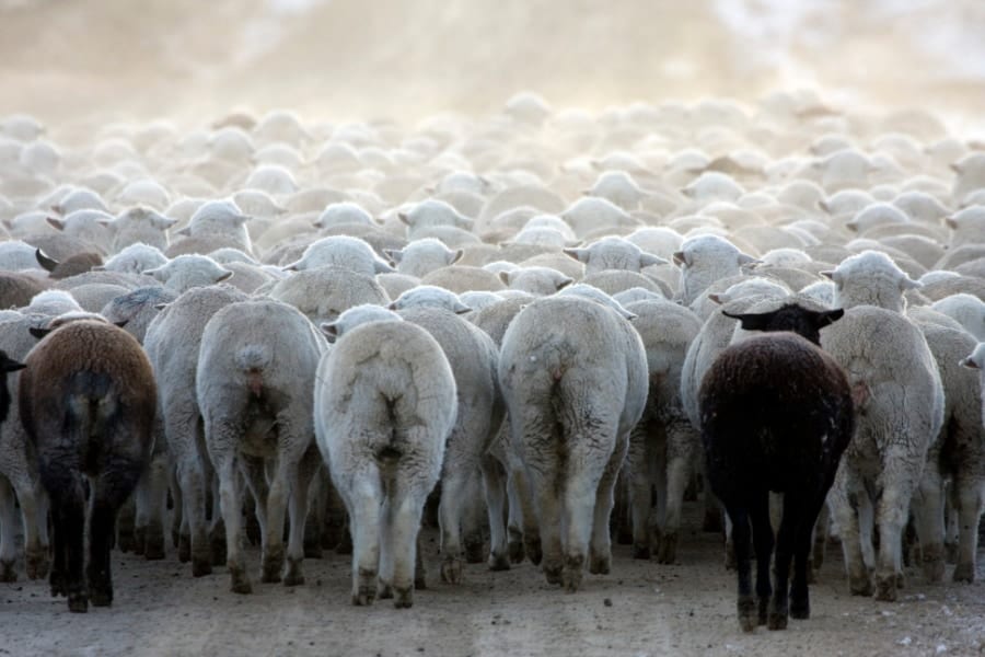 沈黙の羊たちが「12日間ずっと円を描いて歩き続ける怪現象」が発生