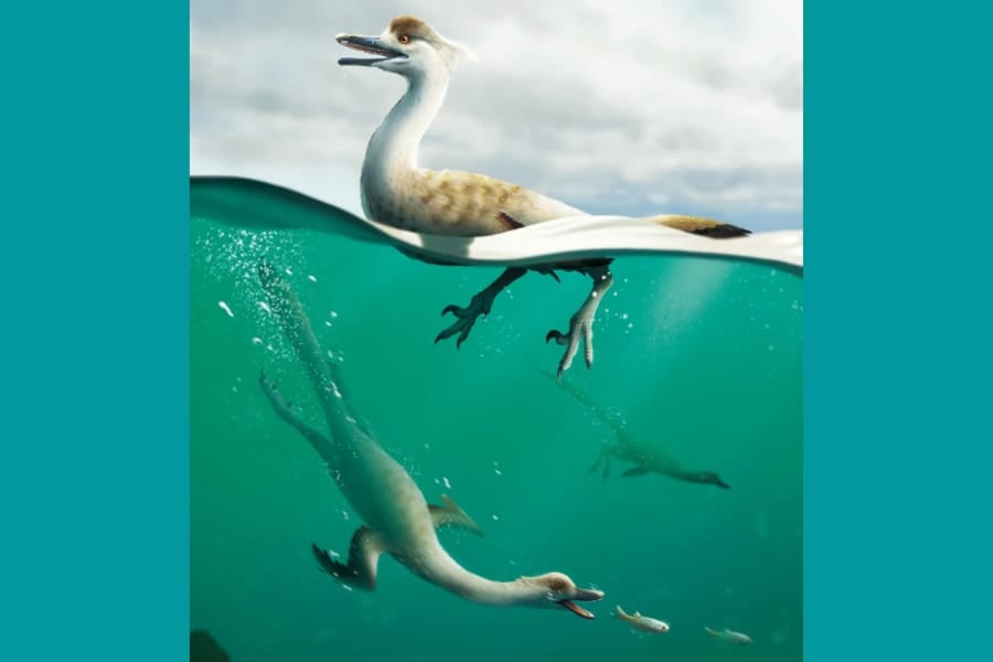 ペンギンのように潜水して捕食する新種恐竜を発見