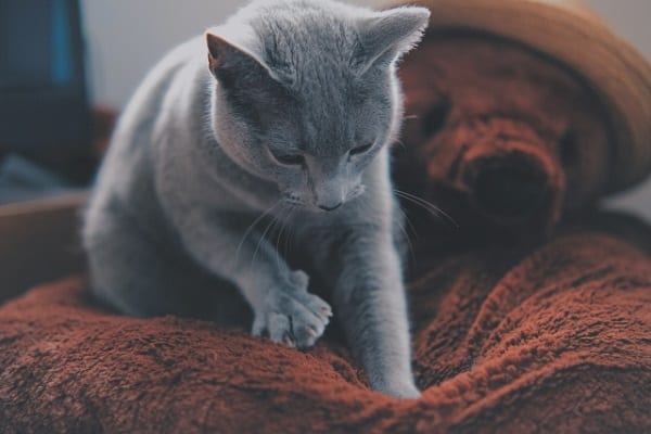 ネコが毛布や飼い主をふみふみするのはなぜ？
