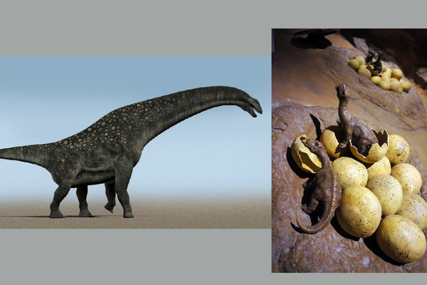 巨大な竜脚類はどうやって子育てしていたのか？　営巣地92カ所卵256個の化石から明らかに！