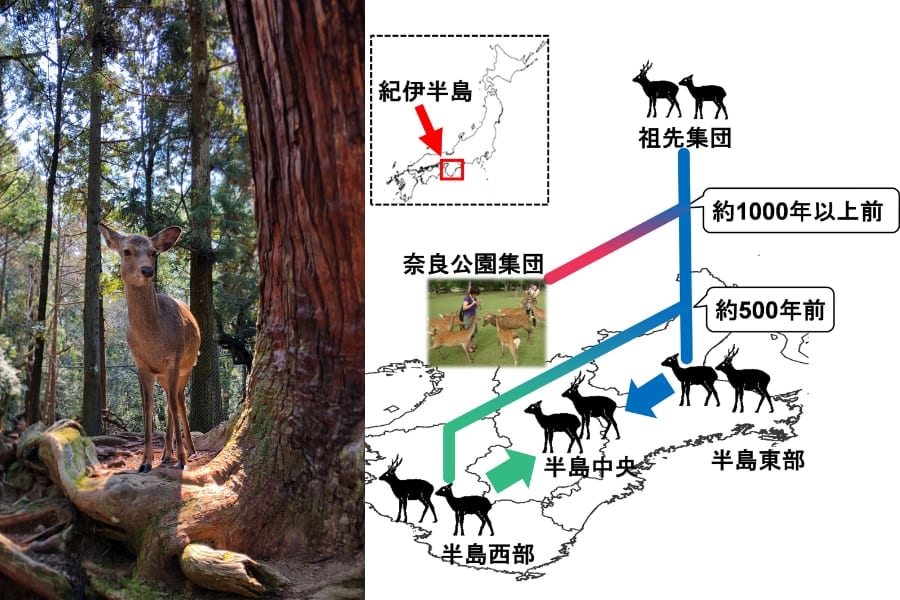 「奈良のシカ」は1000年以上も独自の遺伝子を守り抜いていた！