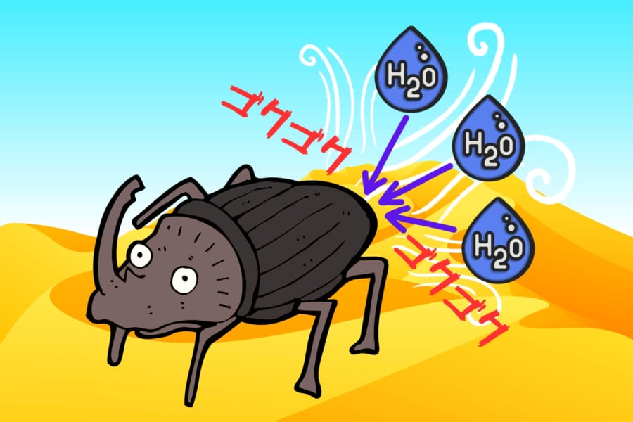 「お尻」から空気中の水分吸収を可能にする甲虫の特殊な遺伝子を特定！