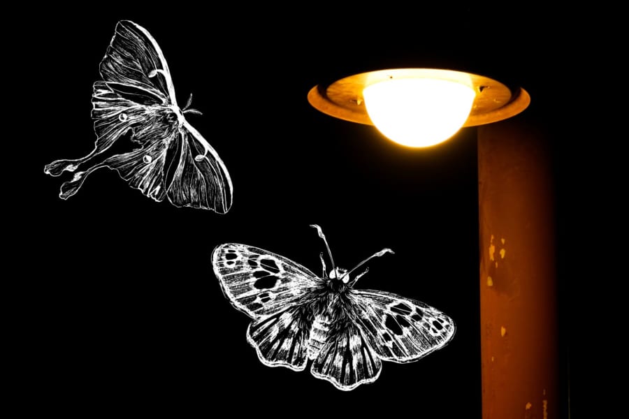 実は未解明問題「虫が光に引き寄せられる理由」がついに判明！
