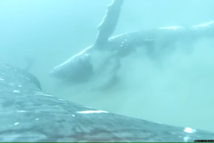 実はフジツボ痒かった。ザトウクジラの「アカスリ行動」を世界で初めて記録！