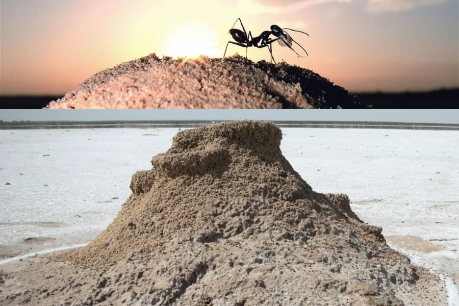 砂漠のアリは巣の入り口を見失わないためにランドマークを建設する