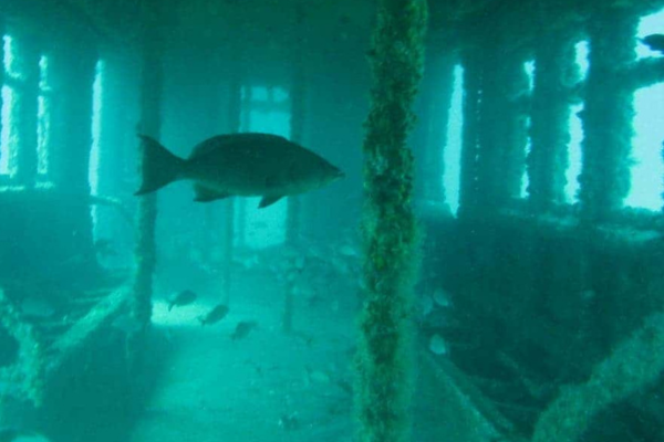 ニューヨークの地下鉄車両を海に沈めて「お魚の家」にするエモいプロジェクト