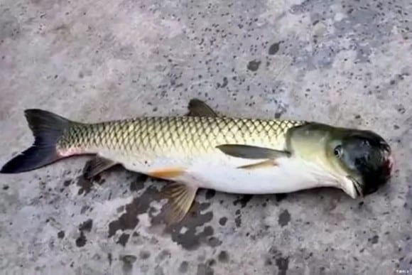 「鳥の頭」をもつハイブリッド魚が中国で釣り上げられる