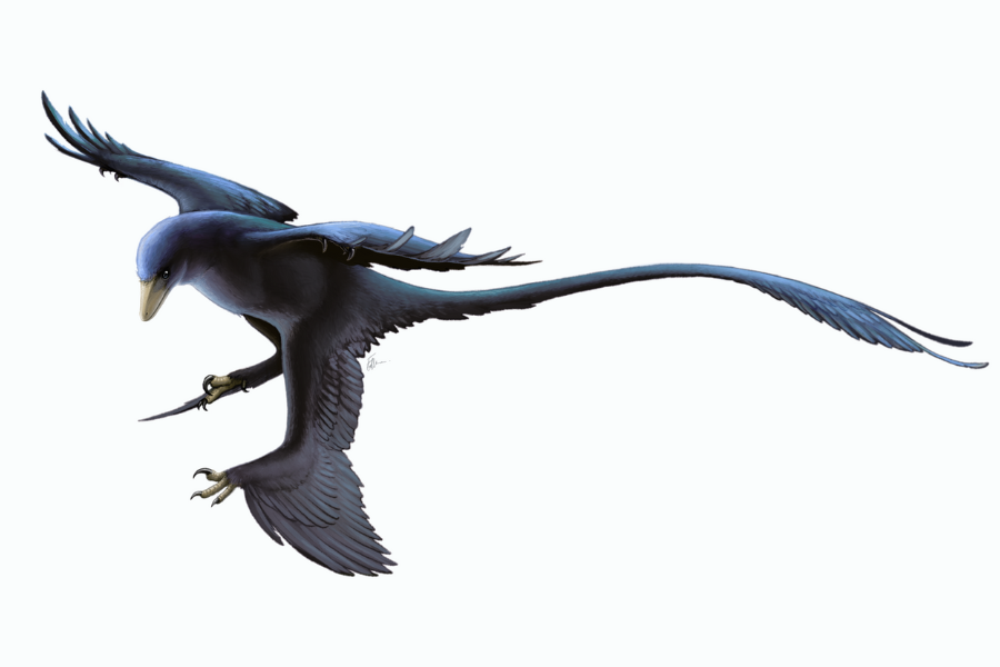 足にも翼!?四翼の恐竜ミクロラプトル！研究者「カッコいいけど進化的には失敗」