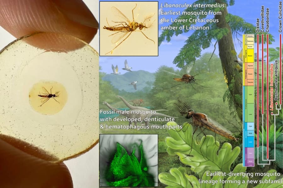 古代の蚊はオスも血を吸ってた⁈ 蚊の吸血能力進化の謎