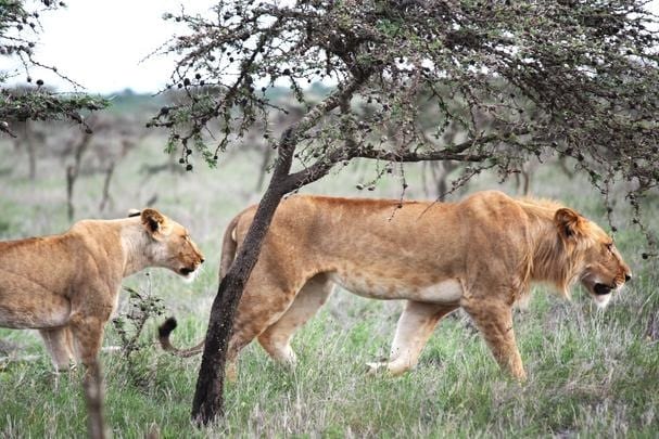 外来種の小さなアリがライオンの狩りを妨害している！自然界の意外な繋がりとは？