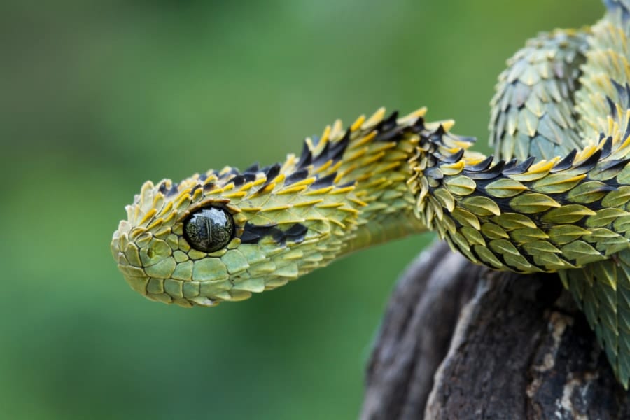 ヘビはトカゲの3倍のスピードで超速進化を続けていた！