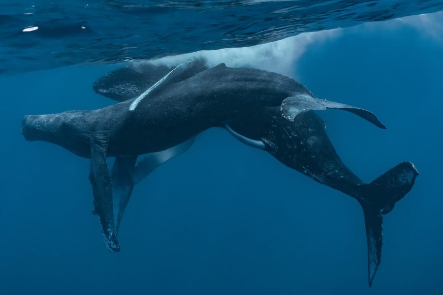 ザトウクジラの交尾の撮影に世界で初めて成功！研究者「ん？どっちもオスだな…」