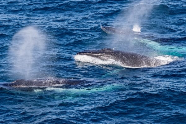 太平洋のクジラの頭数ってどうやって調べるの？研究者「一頭ずつ名前を付けて数えてます」