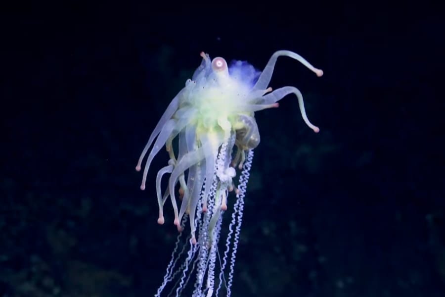 クトゥルフ神話の怪物みたいな「未知の深海生物」を発見！