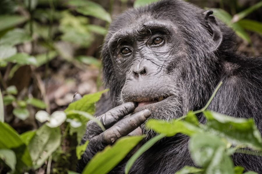 新たなパンデミックの引き金？栄養不足のチンパンジーがコウモリの糞を食べる事象を確認