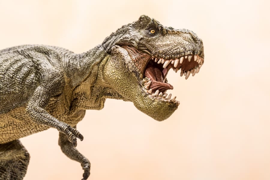 「ティラノサウルスはヒヒ並みに賢かった」説に反論！ワニ程度だった!?