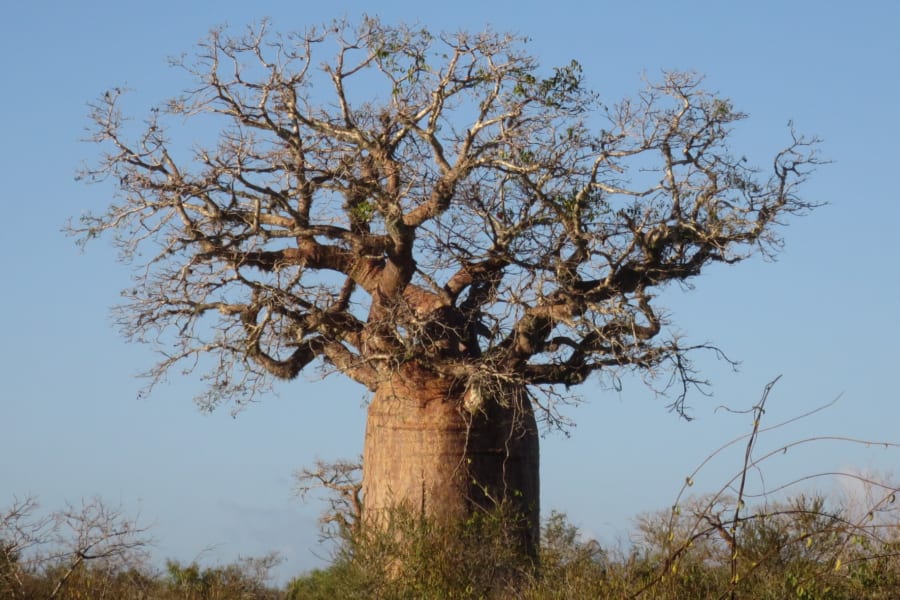「逆さまの木」バオバブの起源が判明！