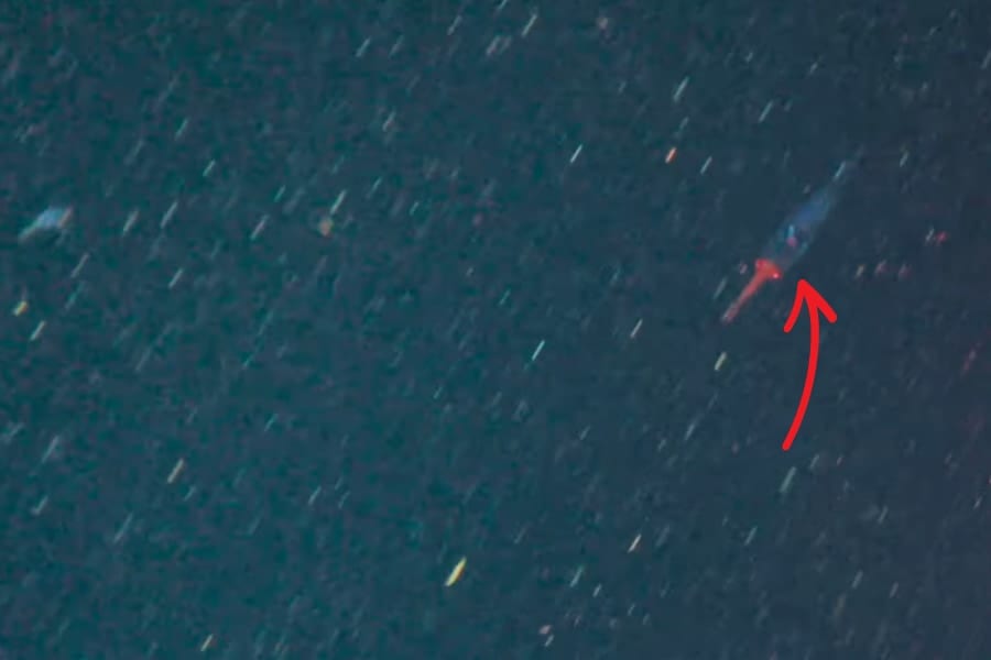 泳ぐ姿をまだ誰も見たことがない！幻の巨大イカの赤ちゃんを発見か