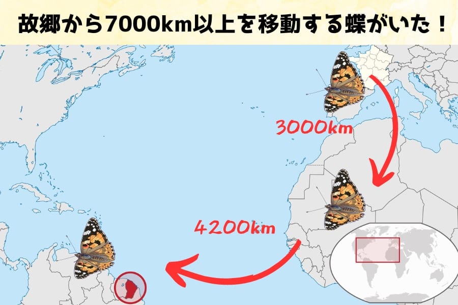 大陸間移動する蝶を発見！大西洋4200キロを昆虫がどうやって横断するのか？