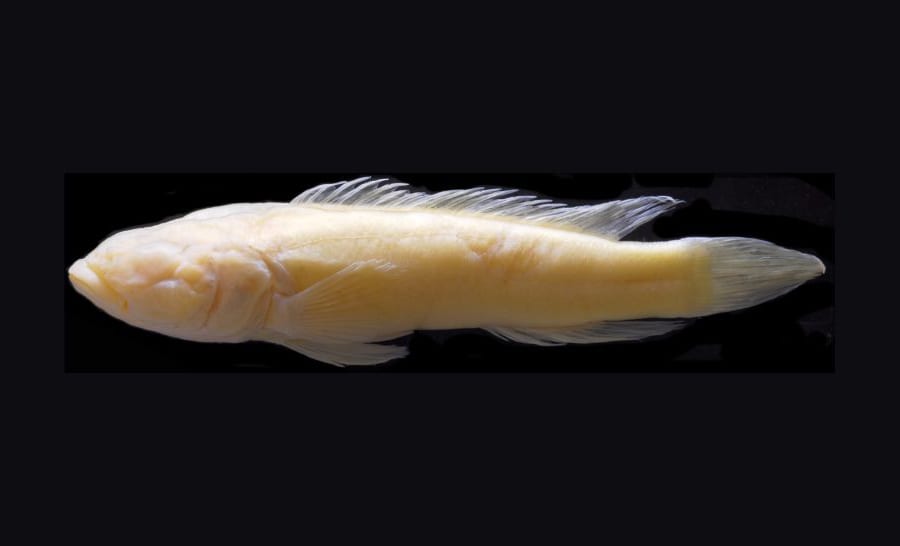 魚が頻繁に「瀕死の状態」で発見されるコンゴ川の謎が解明される