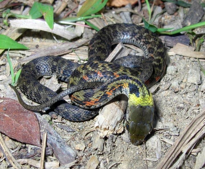 ホタルを食べてその毒性を獲得するヘビ「ヤマカガシ」
