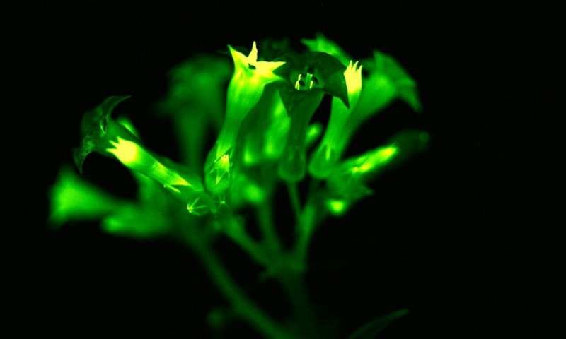 外部要因なしで発光し続けるファンタジーな発光植物が開発される