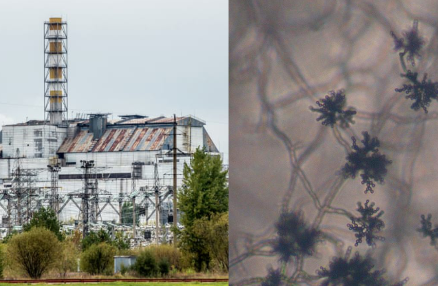 チェルノブイリ原発跡から発見された「放射線を食べる菌」が、放射線シールドとして人類を守るかもしれない