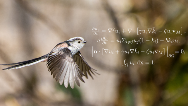 野鳥の分布にキリンのシマ模様と同じ法則が見つかる！数学者が見つけた自然界の掟「チューリングパターン」とは？