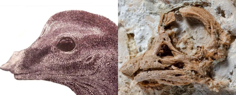 希少な恐竜の胎児の化石から奇妙な特徴が見つかる「不自然な位置にツノ」