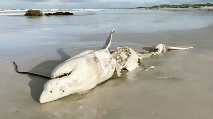 ホオジロザメが”恐怖”で1年間も縄張りから逃げ出す「海のギャング」がいると判明