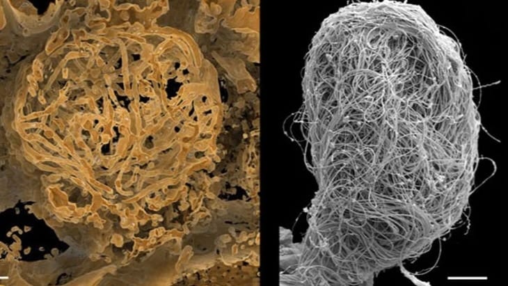 世界最古の「動物の巨大精子」が1億年前の琥珀から発見される！