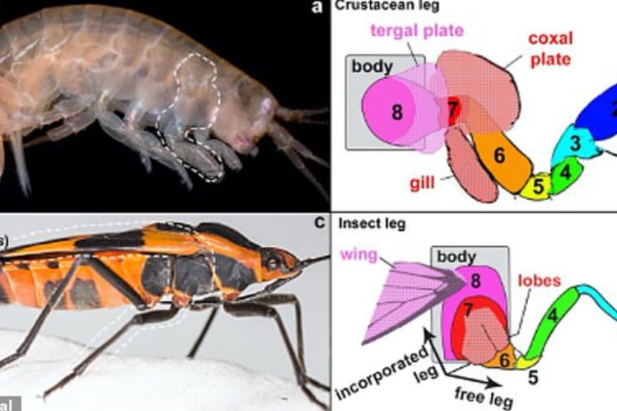昆虫がどうやってハネを手に入れたのか、ついに解明！「甲殻類の足」が起源