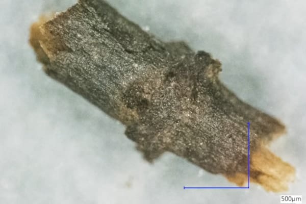 グリーンランドの氷床から「生きているような」植物の化石が次々見つかる