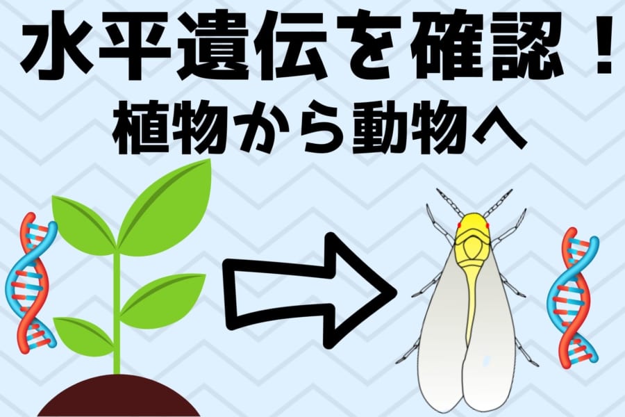 植物の遺伝子を「食べる」ことで獲得した昆虫を発見！　植物から動物へ遺伝子が水平伝播する