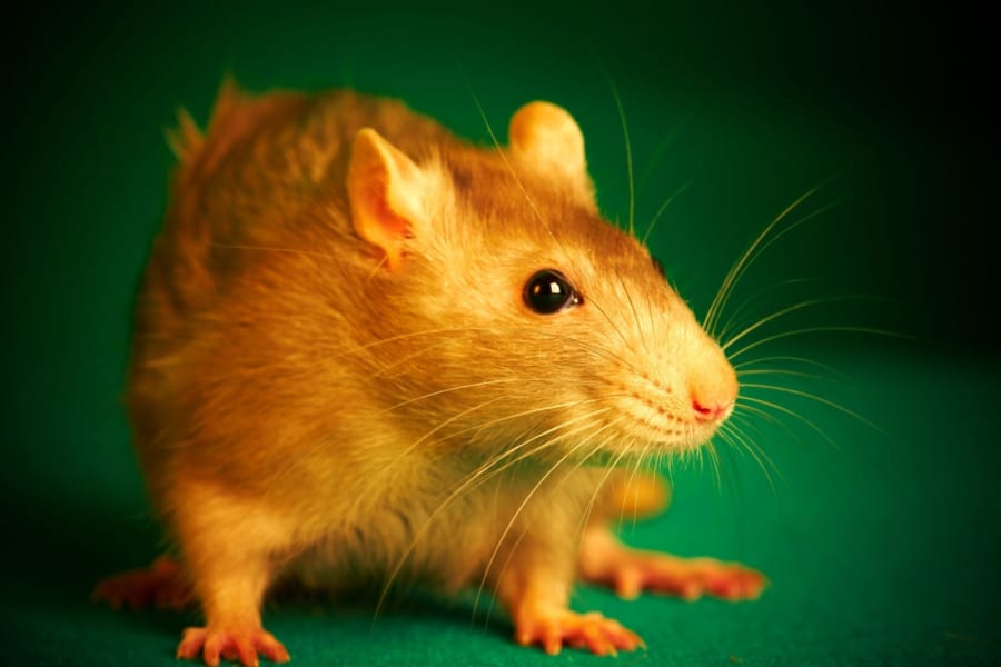 腸内細菌を持たないマウスが「ボッチ」になる理由が明らかに