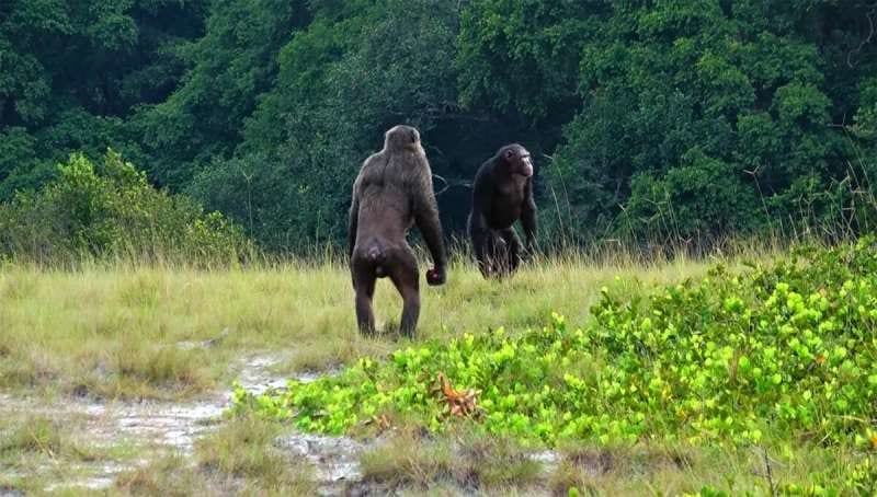 「野生のチンパンジーがゴリラを殺害」世界初の報告がされる（アフリカ）