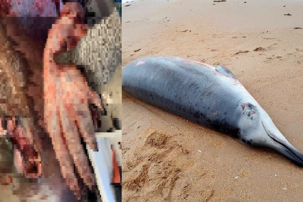 クジラのヒレの中には「5本指の手」が残っていた　衝撃の写真を公開