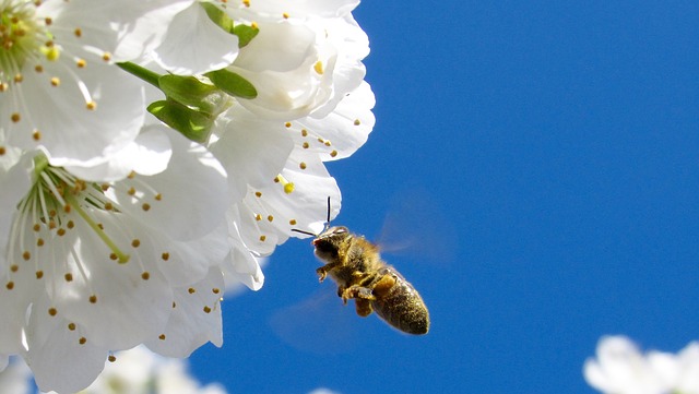 ミツバチは数と記号を関連付けられることがわかる